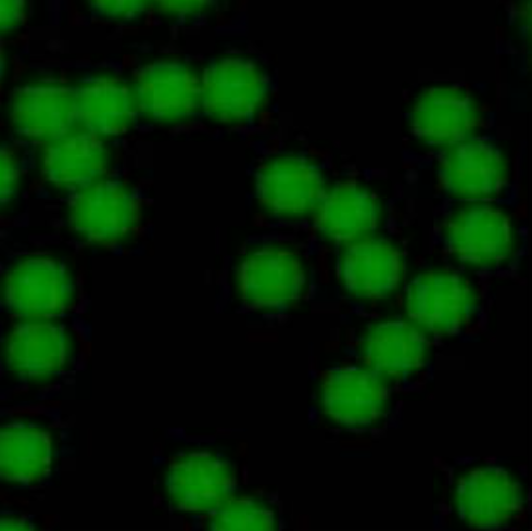 Green Fluorescent Carboxyl Magnetic Beads