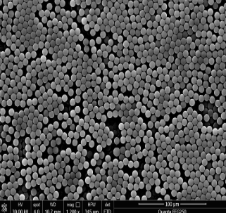 Tosyl Magnetic Beads