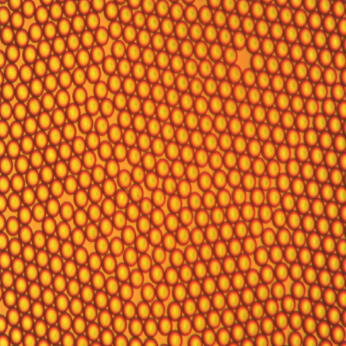 Standard Particles