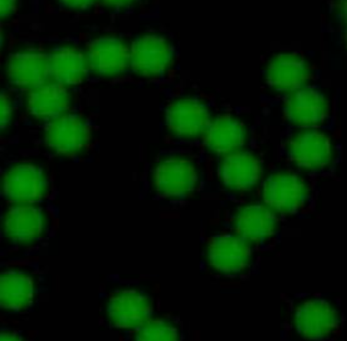 Fluorescent Microspheres